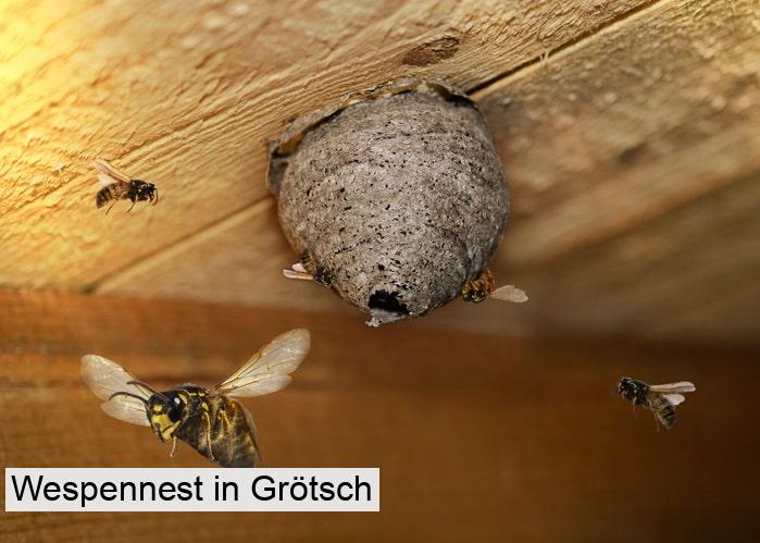 Wespennest in Grötsch